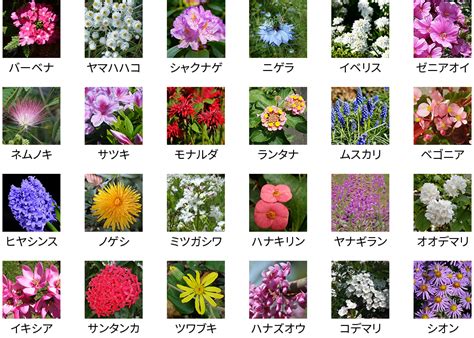 花植物|花の名前一覧（名前や開花時期、画像から検索） 